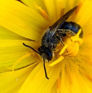 Lasioglossum (Chilalictus) lanarium at Jacka, ACT - 18 Oct 2021