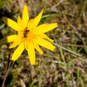 Lasioglossum (Chilalictus) lanarium at Jacka, ACT - 18 Oct 2021