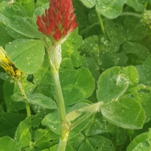 Trifolium incarnatum at Watson, ACT - 21 Oct 2021 05:50 PM