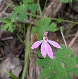 Caladenia carnea at Woomargama, NSW - 21 Oct 2021