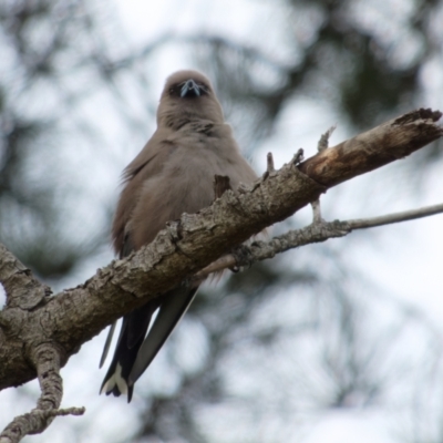 Artamus cyanopterus (Dusky Woodswallow) at Sullivans Creek, Lyneham North - 21 Oct 2021 by RobertD