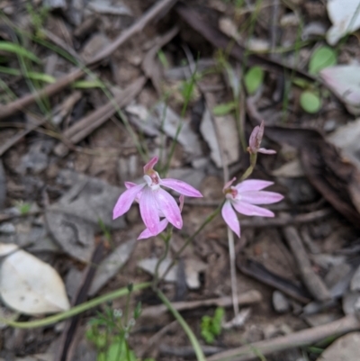 Caladenia carnea (Pink Fingers) at Woomargama, NSW - 21 Oct 2021 by Darcy