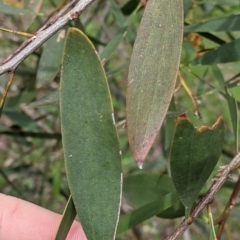 Acacia longifolia subsp. longifolia at Woomargama, NSW - 21 Oct 2021