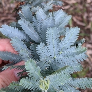 Acacia baileyana at Woomargama, NSW - 21 Oct 2021