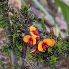 Dillwynia sericea (Egg And Bacon Peas) at Woomargama, NSW - 21 Oct 2021 by Darcy