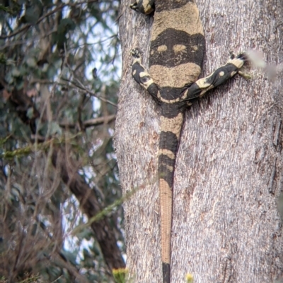 Varanus varius (Lace Monitor) at Woomargama, NSW - 21 Oct 2021 by Darcy