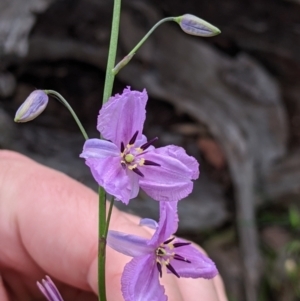 Arthropodium strictum at Woomargama, NSW - 21 Oct 2021