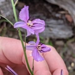 Arthropodium strictum at Woomargama, NSW - 21 Oct 2021