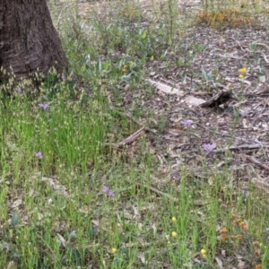 Arthropodium strictum at Woomargama, NSW - 21 Oct 2021