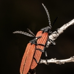 Porrostoma sp. (genus) (Lycid, Net-winged beetle) at Molonglo Valley, ACT - 20 Oct 2021 by Roger