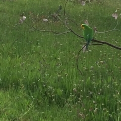 Polytelis swainsonii (Superb Parrot) at Hughes, ACT - 21 Oct 2021 by KL