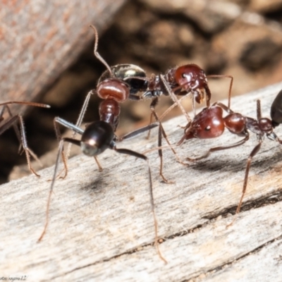 Iridomyrmex purpureus (Meat Ant) at Molonglo Valley, ACT - 20 Oct 2021 by Roger