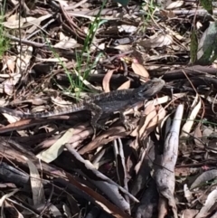 Pogona barbata (Eastern Bearded Dragon) at GG38 - 21 Oct 2021 by KL