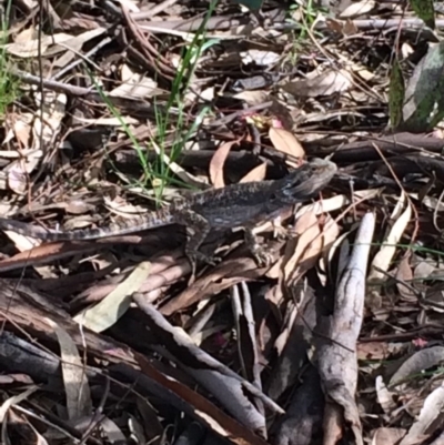 Pogona barbata (Eastern Bearded Dragon) at Deakin, ACT - 21 Oct 2021 by KL