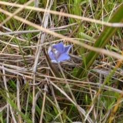 Thelymitra sp. (A Sun Orchid) at West Wodonga, VIC - 19 Oct 2021 by ChrisAllen