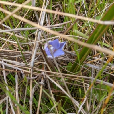 Thelymitra sp. (A Sun Orchid) at West Wodonga, VIC - 19 Oct 2021 by ChrisAllen