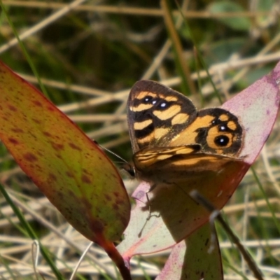 Argynnina cyrila (Forest brown, Cyril's brown) at Paddys River, ACT - 17 Oct 2021 by HarveyPerkins