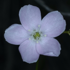 Drosera auriculata at Bruce, ACT - 18 Oct 2021