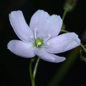 Drosera auriculata at Bruce, ACT - 18 Oct 2021