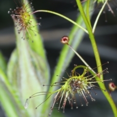 Drosera auriculata at Bruce, ACT - 18 Oct 2021