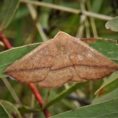 Idiodes apicata (Bracken Moth) at Tidbinbilla Nature Reserve - 21 Oct 2021 by JohnBundock