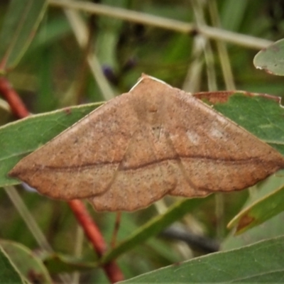 Idiodes apicata (Bracken Moth) at Tidbinbilla Nature Reserve - 21 Oct 2021 by JohnBundock