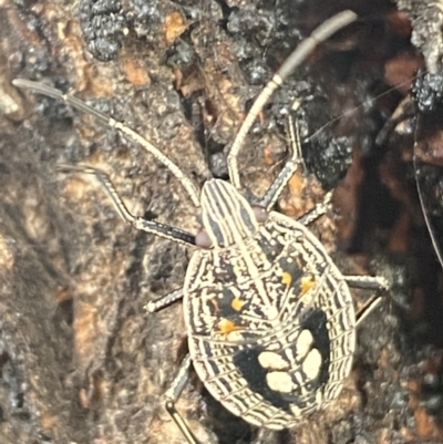 Theseus modestus (Gum tree shield bug) at Nangus, NSW - 21 Oct 2021 by SteveBorkowskis