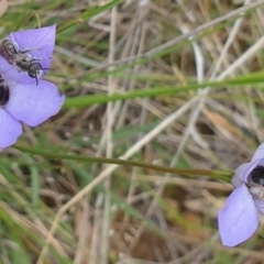 Lasioglossum (Chilalictus) lanarium (Halictid bee) at Watson, ACT - 21 Oct 2021 by HannahWindley