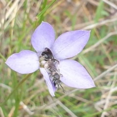 Lasioglossum (Chilalictus) lanarium at Watson, ACT - 21 Oct 2021 12:22 PM