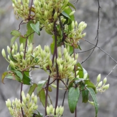 Clematis aristata (Mountain Clematis) at Paddys River, ACT - 21 Oct 2021 by JohnBundock