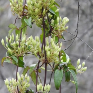 Clematis aristata at Paddys River, ACT - 21 Oct 2021