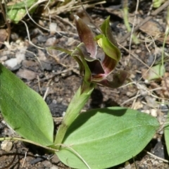 Chiloglottis valida (Large Bird Orchid) at Paddys River, ACT - 17 Oct 2021 by HarveyPerkins