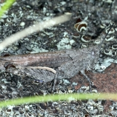 Cirphula pyrrhocnemis at Bruce, ACT - 18 Oct 2021