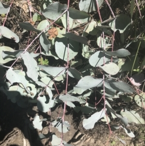 Eucalyptus rubida subsp. rubida at Namadgi National Park - 17 Oct 2021 01:49 PM