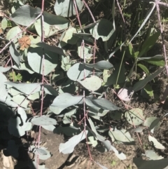 Eucalyptus rubida subsp. rubida at Mount Clear, ACT - 17 Oct 2021