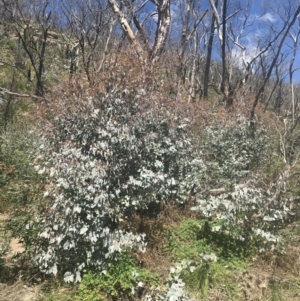 Eucalyptus rubida subsp. rubida at Mount Clear, ACT - 17 Oct 2021
