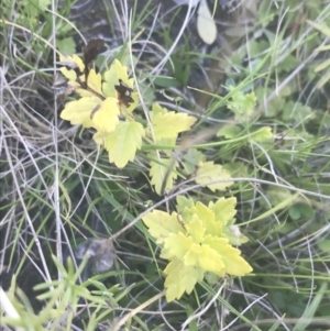 Veronica plebeia at Mount Clear, ACT - 17 Oct 2021 01:51 PM