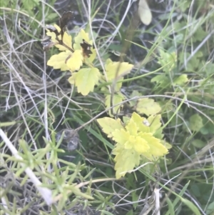 Veronica plebeia at Mount Clear, ACT - 17 Oct 2021 01:51 PM