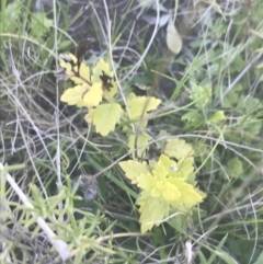 Veronica plebeia at Mount Clear, ACT - 17 Oct 2021 01:51 PM