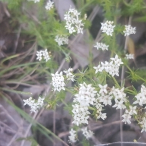 Asperula conferta at Watson, ACT - 16 Oct 2021