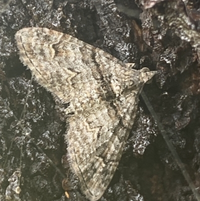 Phrissogonus laticostata (Apple looper moth) at Nangus, NSW - 21 Oct 2021 by SteveBorkowskis