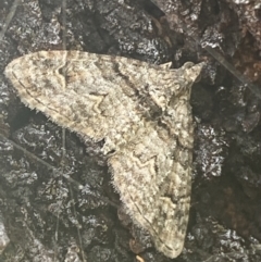 Phrissogonus laticostata at Nangus, NSW - 21 Oct 2021