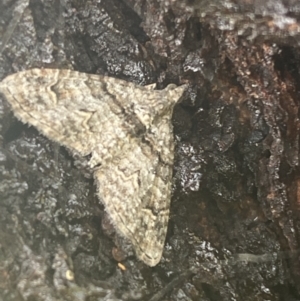 Phrissogonus laticostata at Nangus, NSW - 21 Oct 2021