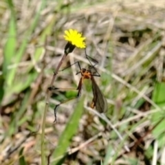 Harpobittacus australis (Hangingfly) at Throsby, ACT - 17 Oct 2021 by byomonkey