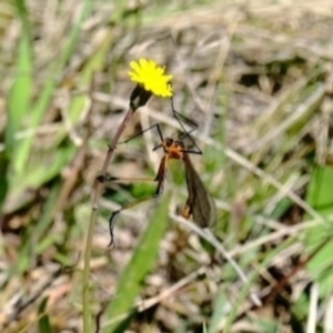 Harpobittacus australis at Throsby, ACT - 17 Oct 2021 12:00 PM