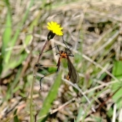 Harpobittacus australis (Hangingfly) at Throsby, ACT - 17 Oct 2021 by byomonkey