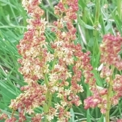 Rumex acetosella (Sheep Sorrel) at The Fair, Watson - 10 Oct 2021 by MAX