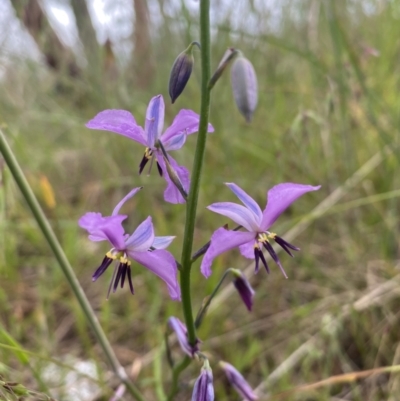 Arthropodium strictum (Chocolate Lily) at Mundarlo, NSW - 21 Oct 2021 by Steve_Bok