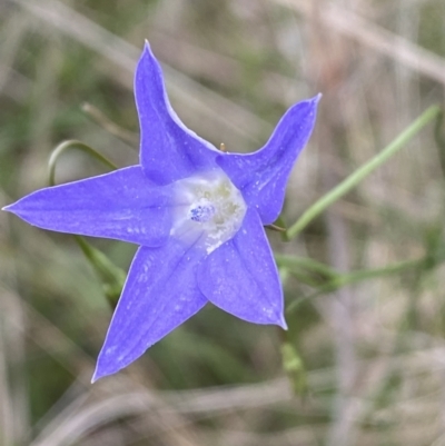 Wahlenbergia capillaris (Tufted Bluebell) at Mundarlo, NSW - 21 Oct 2021 by Steve_Bok