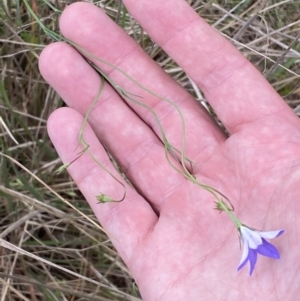 Wahlenbergia capillaris at Mundarlo, NSW - 21 Oct 2021 05:37 PM